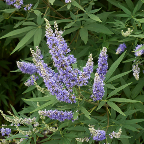 Agnus Castus