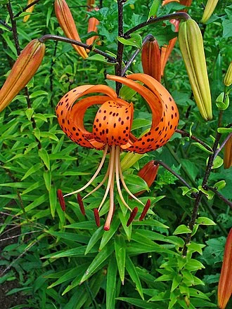 Lilium Tigrinum