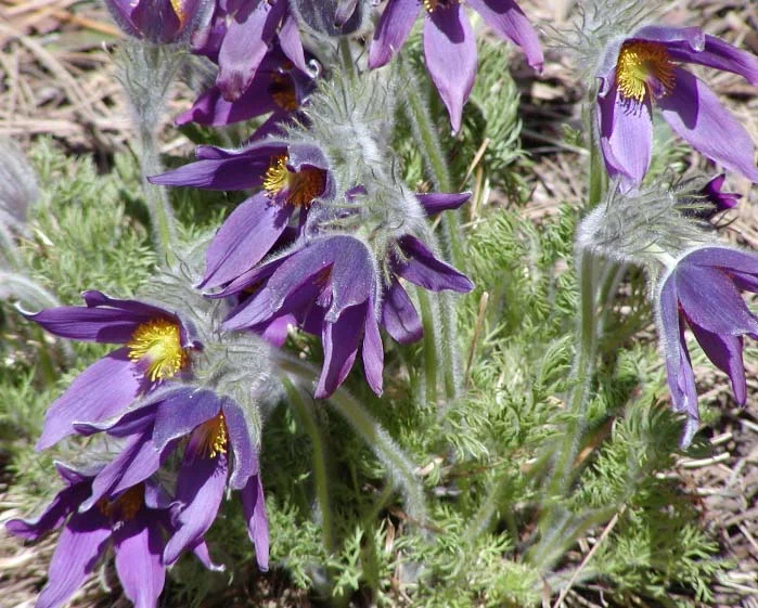 Pulsatilla