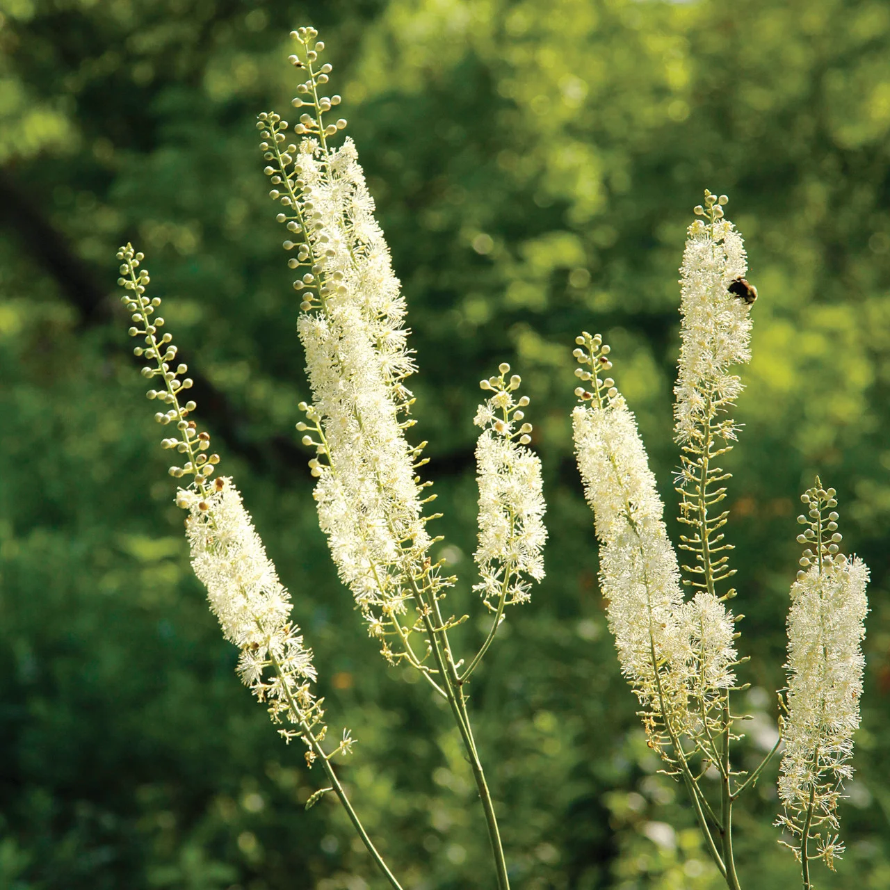 Actaea racemosa